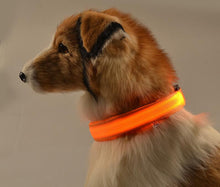 FREE - LED Dog Collar - Just Pay Shipping